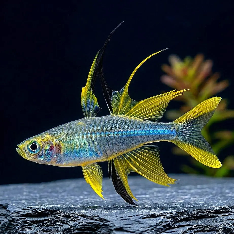 Celebes Sonnenstrahlfisch – Marosatherina ladigesi ☀️🐟 AquaTimo