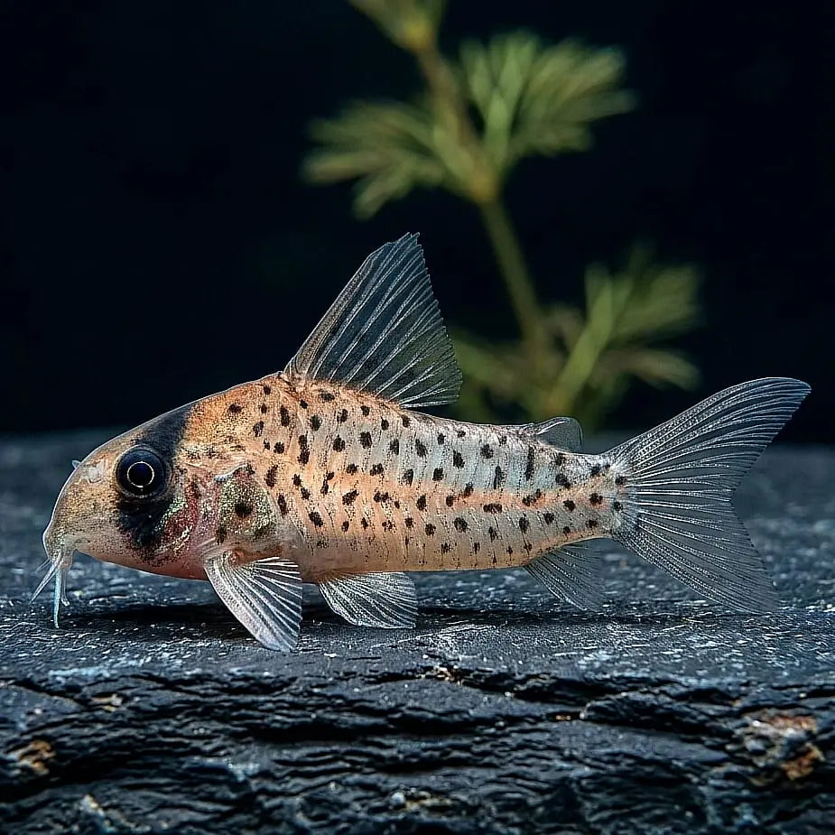 Fleckpanzerwels – Hoplisoma atropersonatum 🐠🖤 AquaTimo