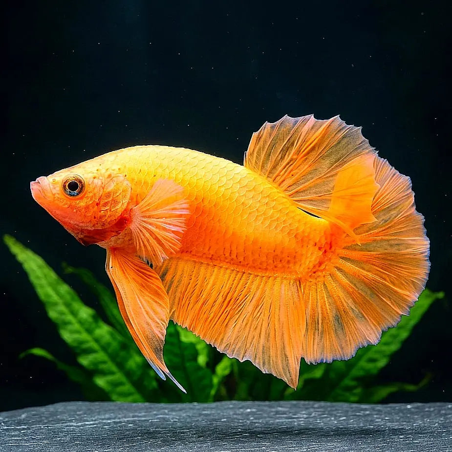 Kampffisch Betta splendens – Plakat Orange AquaTimo