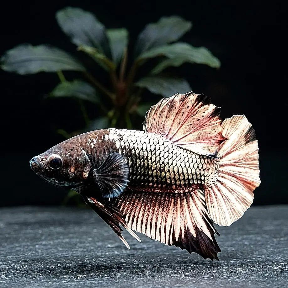 Kampffisch Betta splendens – Plakat "Silver Samurai" mit Silberschuppen ✨🐟 AquaTimo