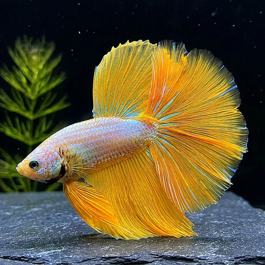 Betta splendens "Halfmoon Fancy Yellow" – Farbenfroher Kampffisch mit spektakulärer Musterung AquaTimo
