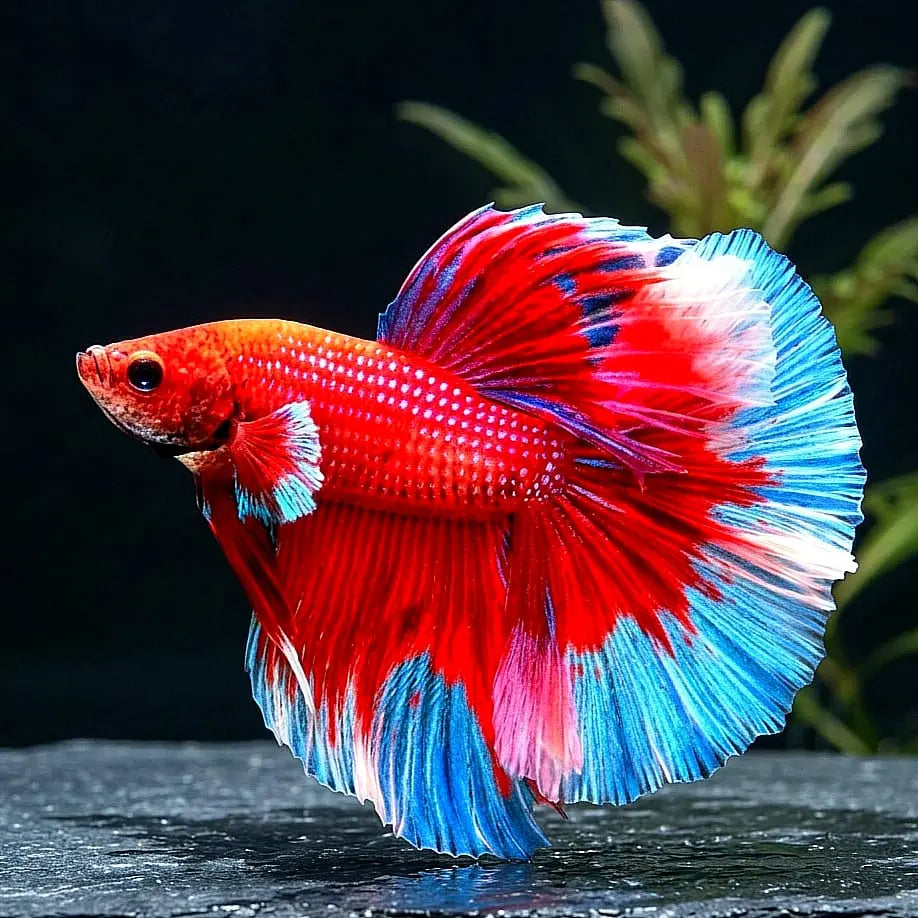 Kampffisch Betta splendens – Halfmoon "Roter Drache / Schneeweiß" 🐉❄️ AquaTimo