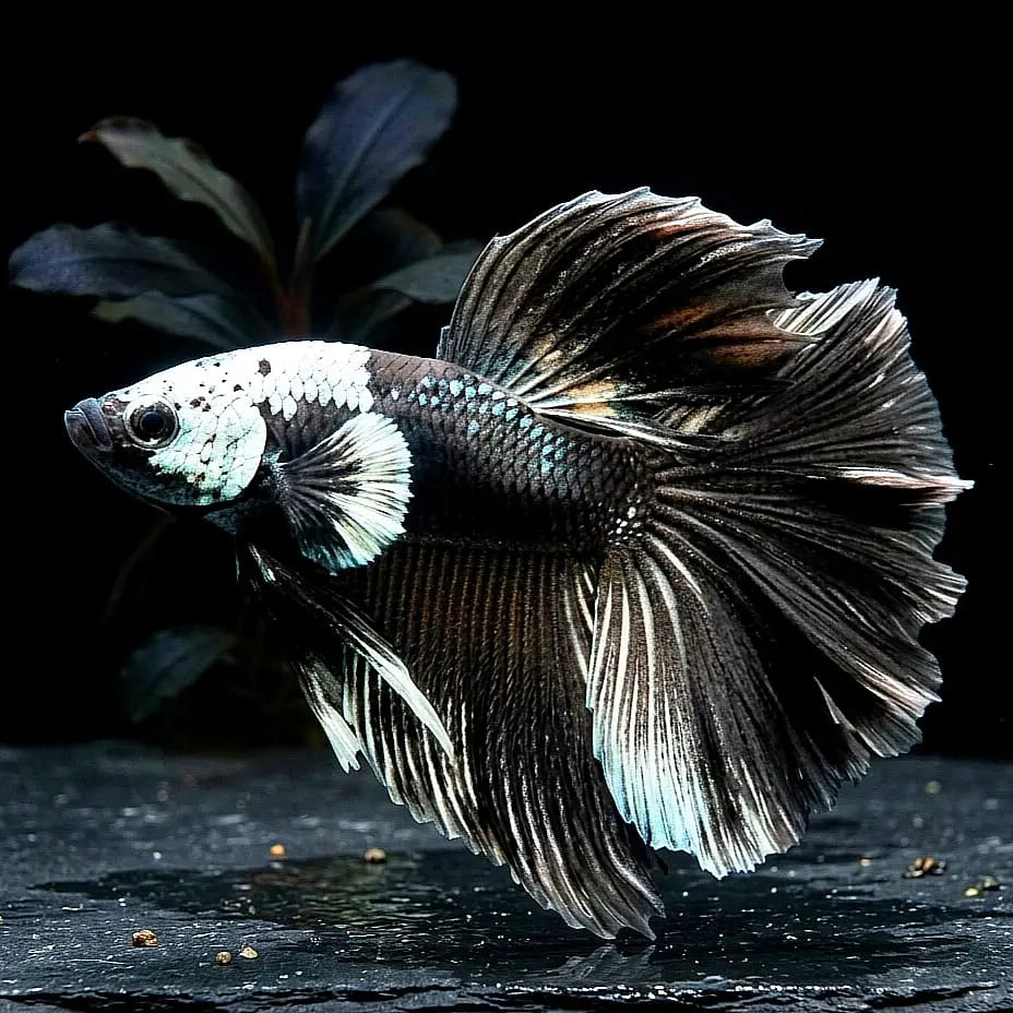 Betta splendens – Halfmoon Black Devil 🐠🖤 AquaTimo