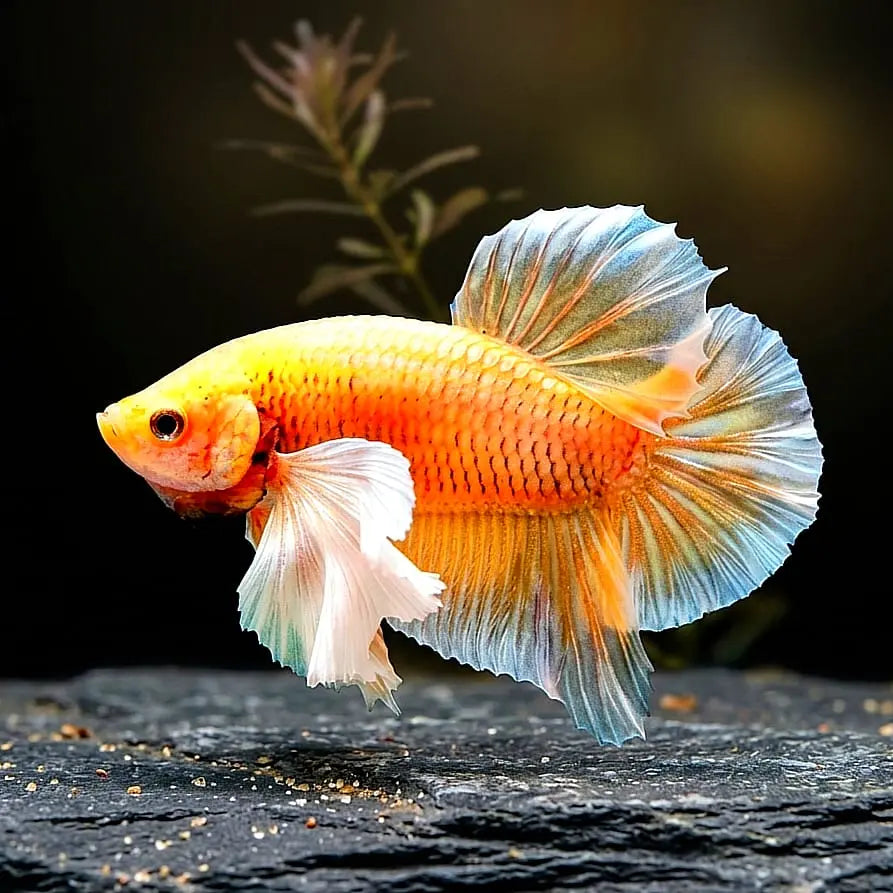 Kampffisch Betta splendens – Plakat "Fancy Colour Mix" mit Elephant Ear Flossen 🎨🐟 AquaTimo