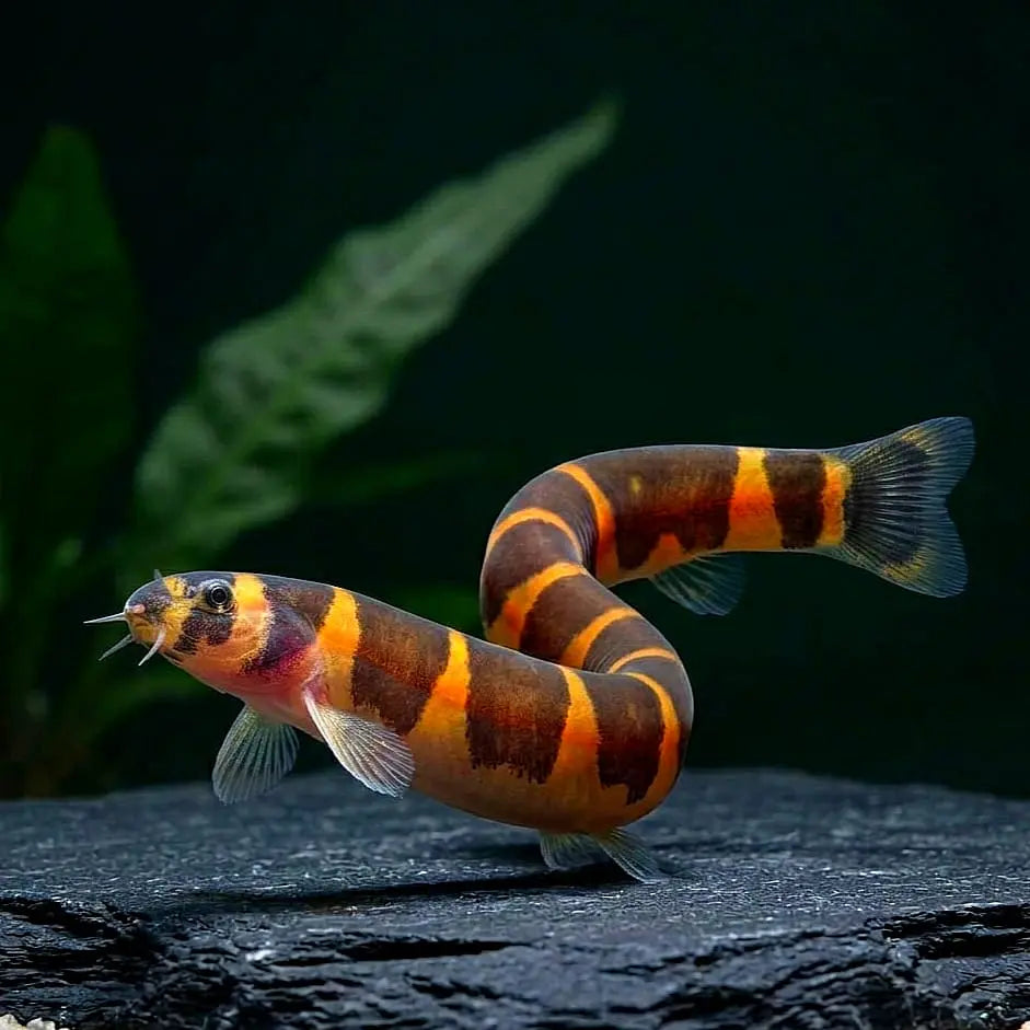 Pangio kuhli – 💛 Dornaugen AquaTimo
