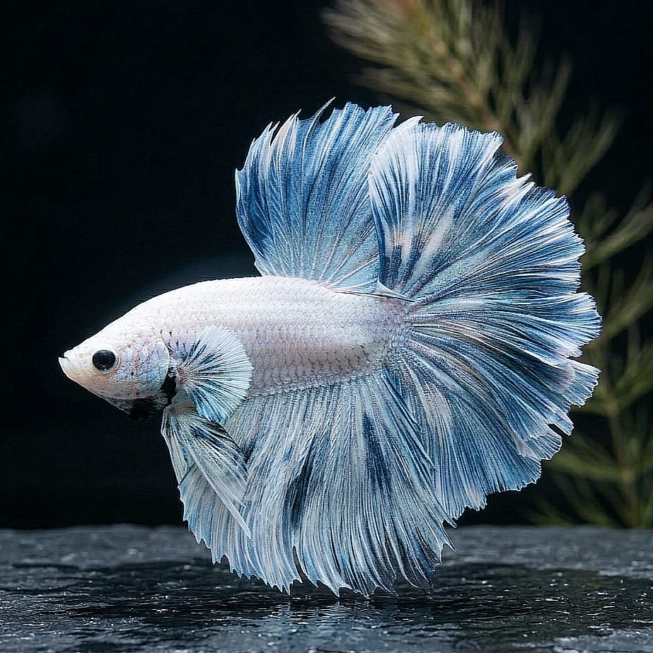 Betta splendens "Halfmoon Full White" – 🤍 Eleganter Kampffisch in reinem Weiß