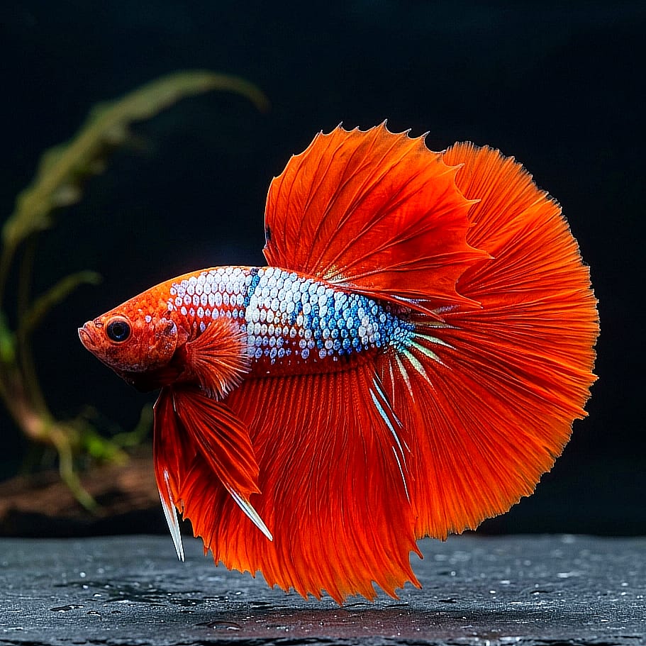 Kampffisch Betta splendens – Halfmoon Hell Boy