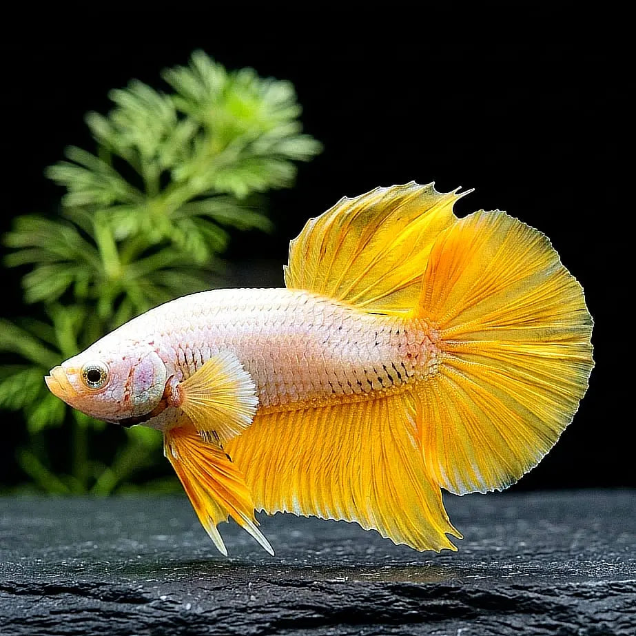 Kampffisch Betta splendens – Plakat Yellow Dragon AquaTimo