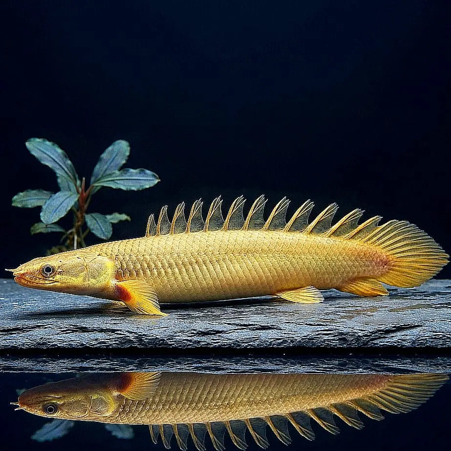 Senegal-Flösselhecht – Polypterus senegalensis 🐉🌊 AquaTimo