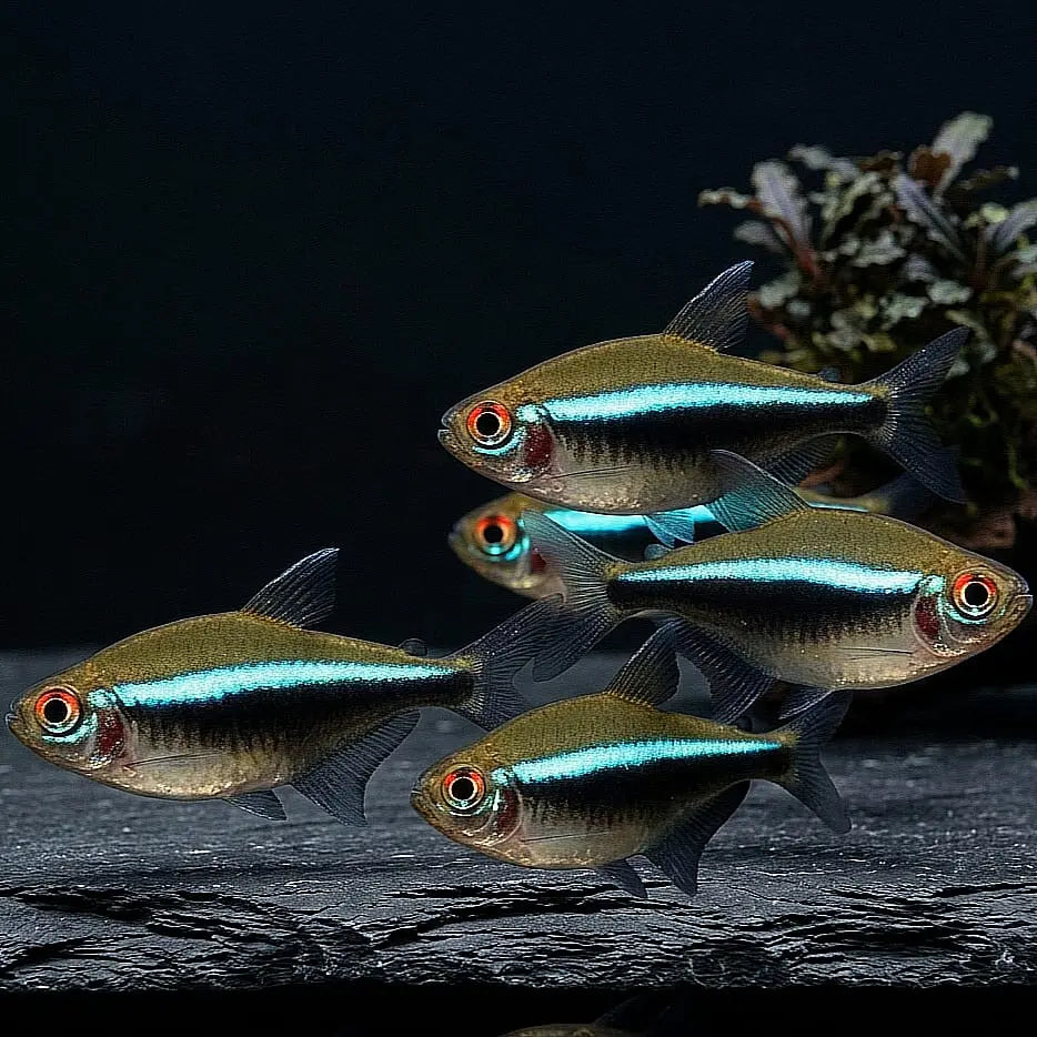 Hyphessobrycon herbertaxelrodi – Schwarzer Neon / Neon Schwarz AquaTimo
