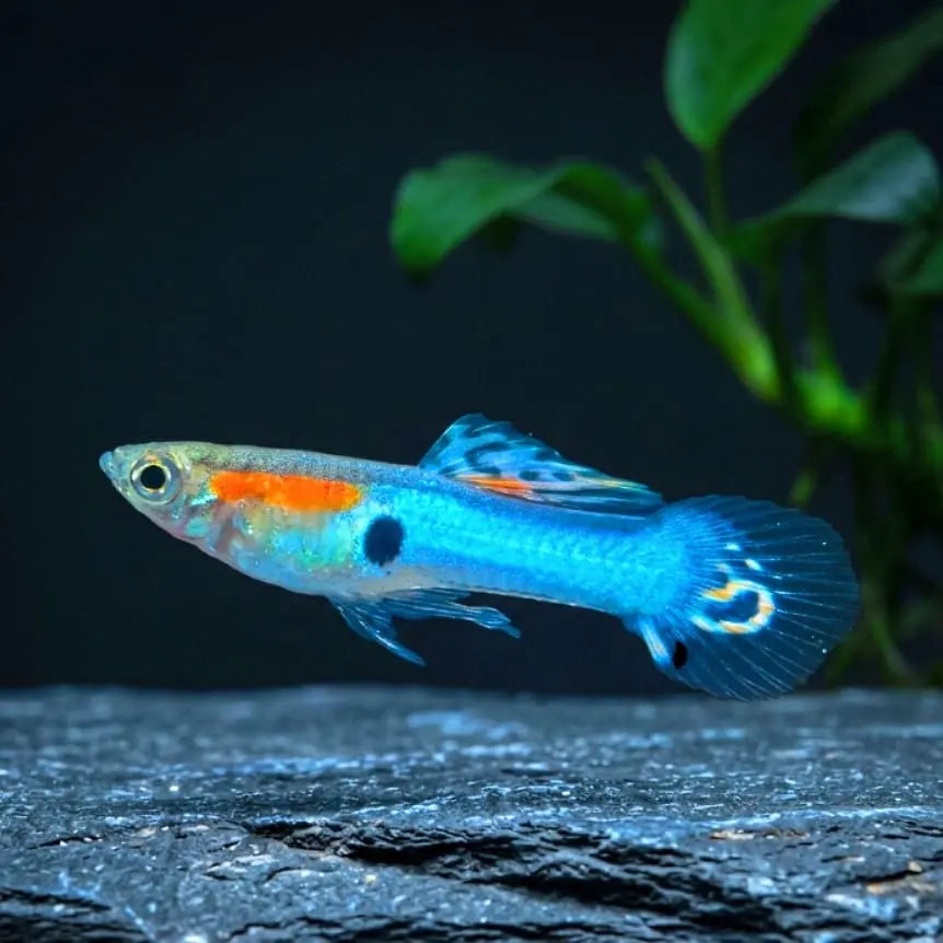 Guppy Endler Blue Star AquaTimo