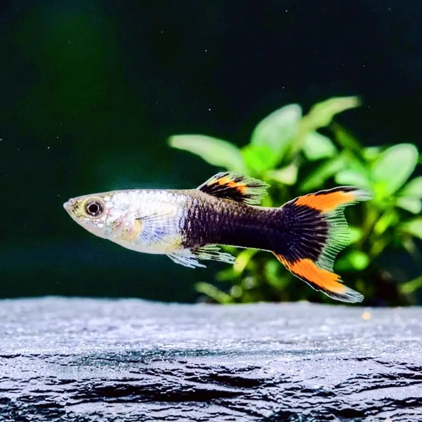 Guppy Endler Schwarzes Feuer AquaTimo