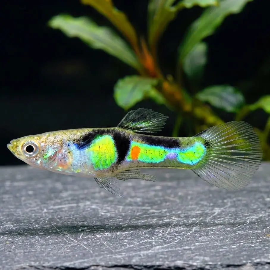 Guppy Endler El Tigre AquaTimo