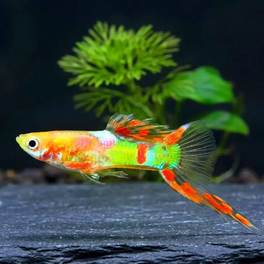 Guppy Endler Gold AquaTimo