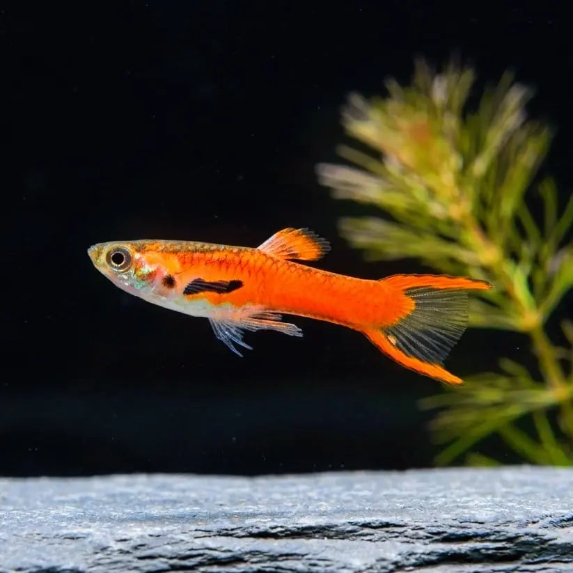 Guppy Endler Red AquaTimo