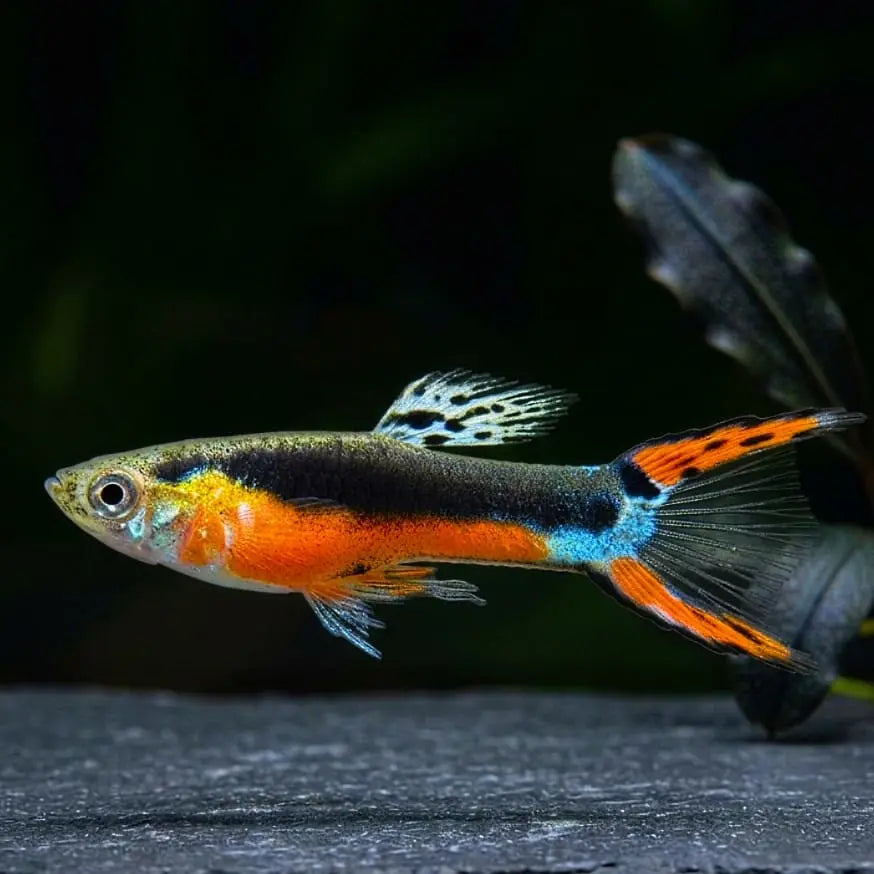 Guppy Endler Santa Maria AquaTimo