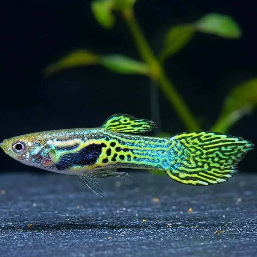 Guppy Endler - Tigergrün AquaTimo