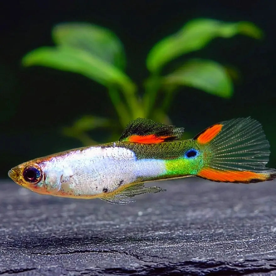 Guppy Wingei Silverado AquaTimo