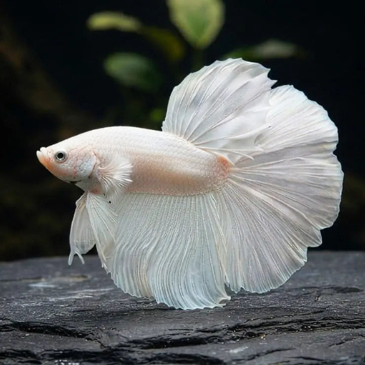Kampffisch Betta splendens – Halfmoon Full White – 🤍 Eleganter Kampffisch in reinem Weiß AquaTimo