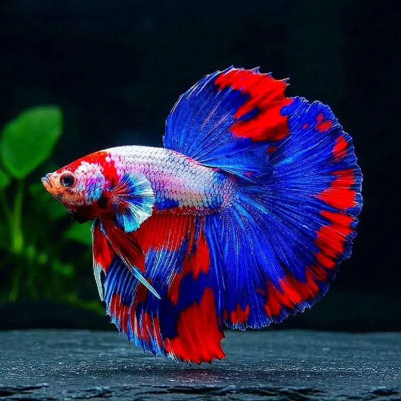 Kampffisch Betta splendens – Halfmoon Thai Flag 🐠 AquaTimo