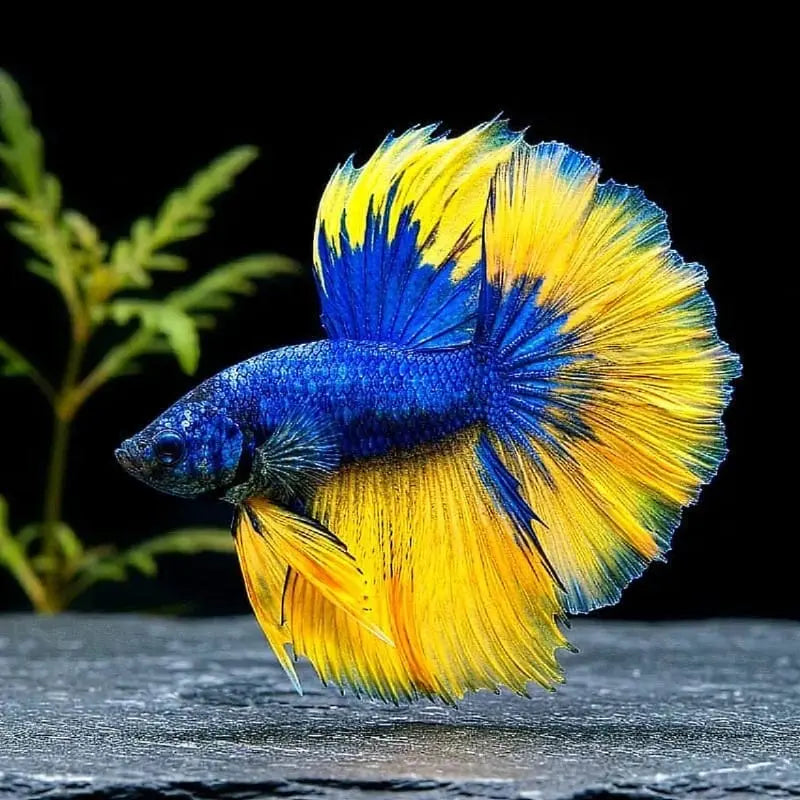 Kampffisch Betta splendens – Halfmoon Blau-Gelb AquaTimo