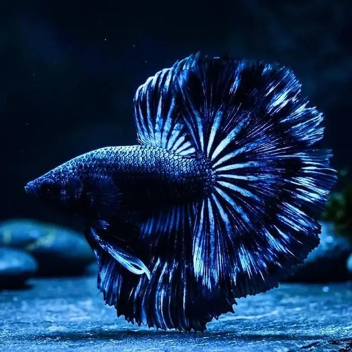 Kampffisch Betta splendens – Halfmoon Black Orchid AquaTimo