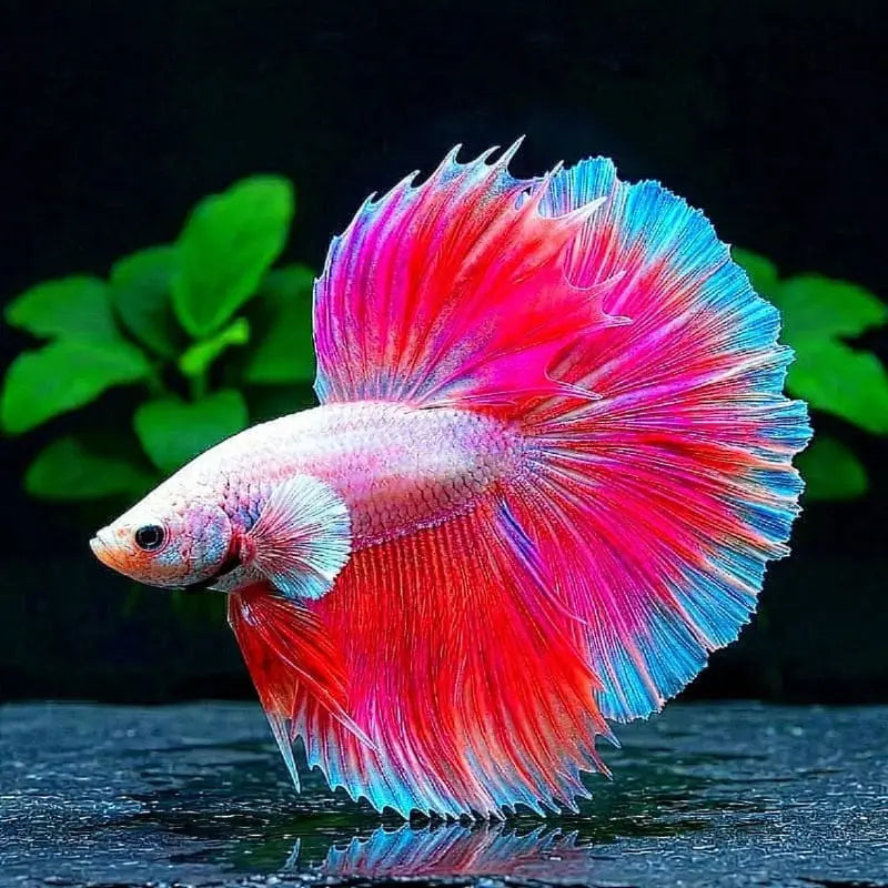 Kampffisch Betta splendens – Halfmoon Pink AquaTimo