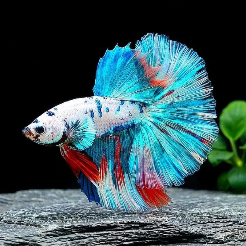 Kampffisch Betta splendens – Halfmoon Mix – 💙❤️🧡💛 Eleganter Kampffisch AquaTimo