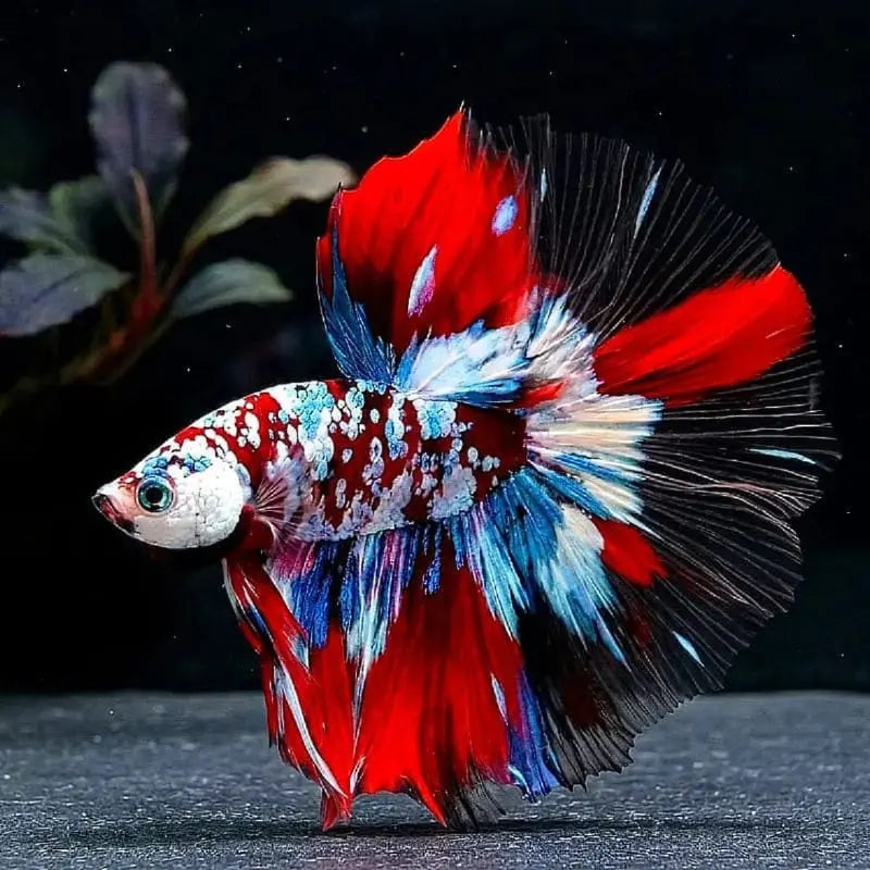 Kampffisch Betta splendens – Halfmoon Galaxy Candy – ❤️💙🖤🤍 Farbenfroher Kampffisch mit spektakulärer Musterung AquaTimo
