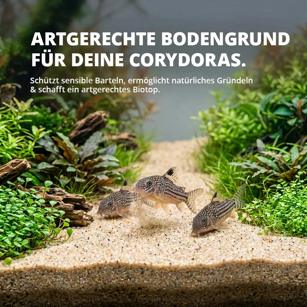 NatureHolic Corydoras Sand – Der ideale Bodengrund für deine Panzerwelse AquaTimo
