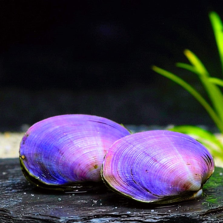 Batissa violacea – Die exotische „Violette Herzmuschel“ AquaTimo