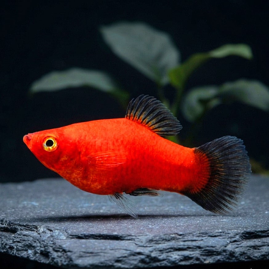 Platy Wagtail-MIX – Farbenfroher Blickfang für jedes Aquarium