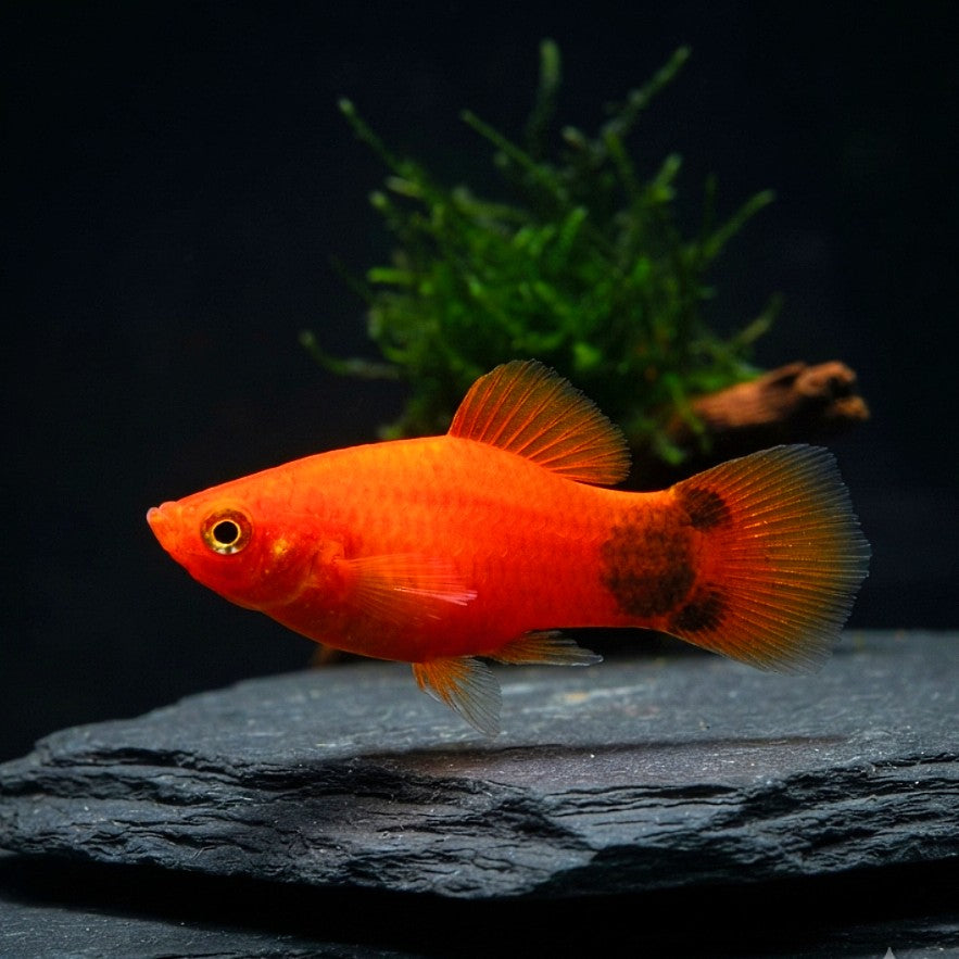 Platy Mickey Mouse Neon Rot – Leuchtender Farbakzent mit Kultmuster
