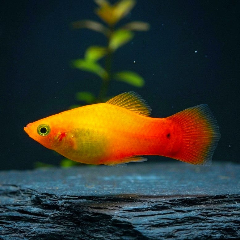 Platy Sunset Gold – Warme Farbenpracht wie ein Sonnenuntergang
