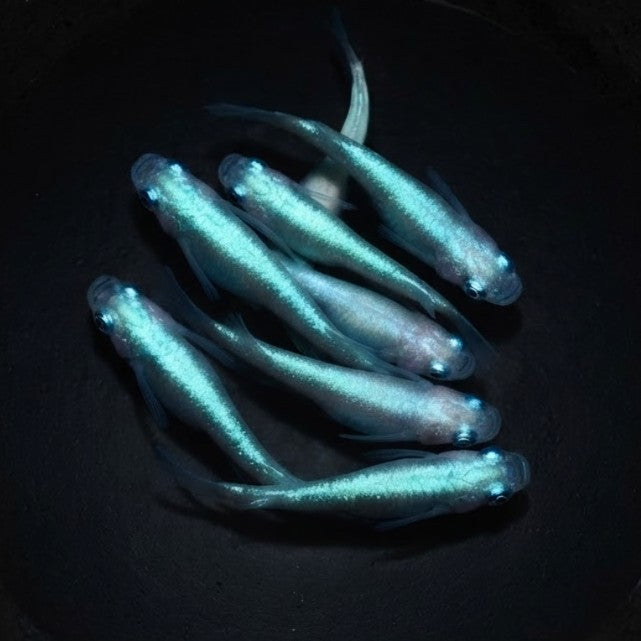 Medaka - 🩵 Light From Inside (Oryzias latipes)