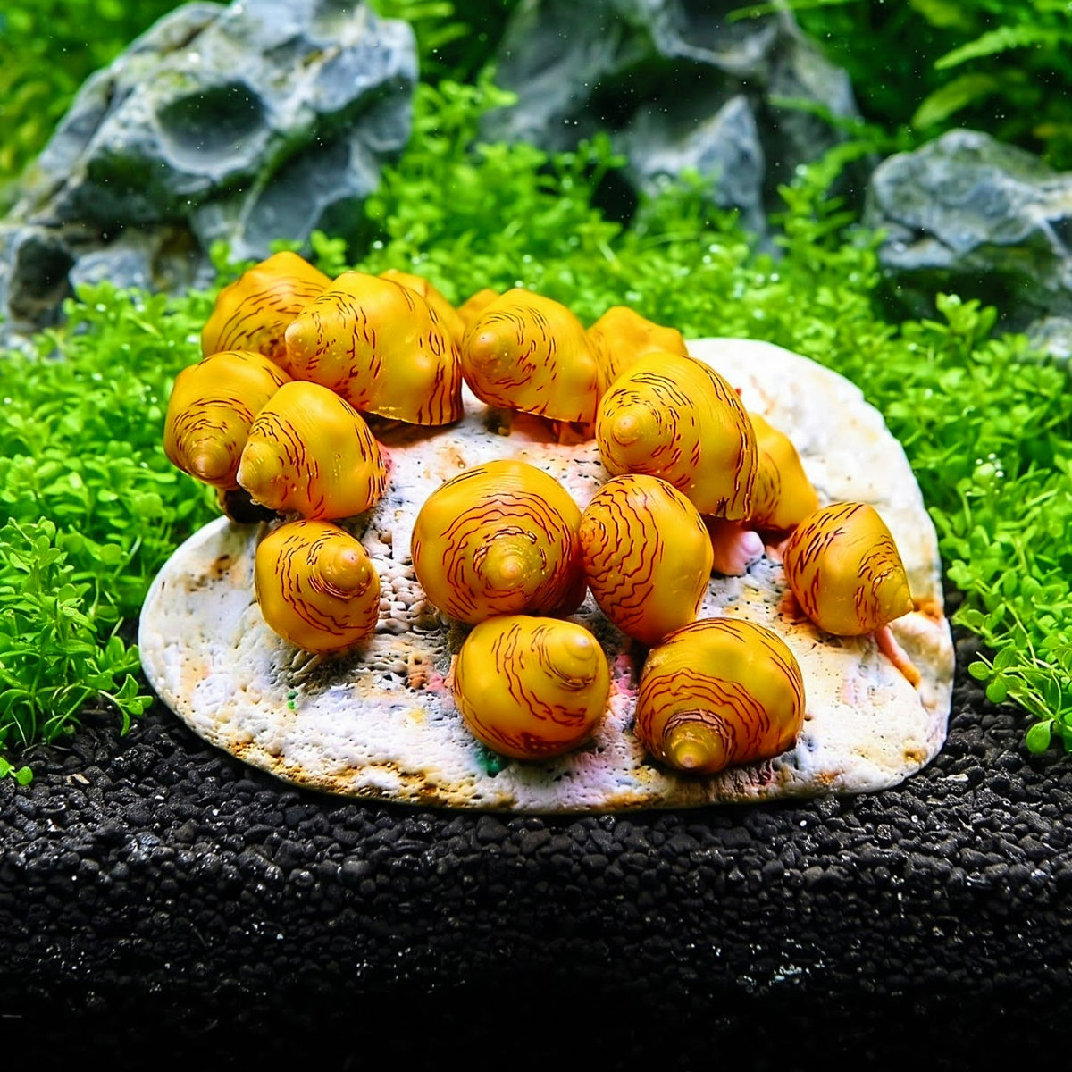Clithon sowerbianum - 💛💛💛💛 Yellow fancy Geweihschnecke