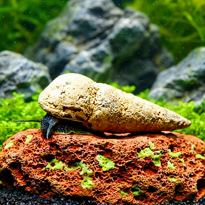 Tylomelania perfecta - Donnerkeil Schnecke