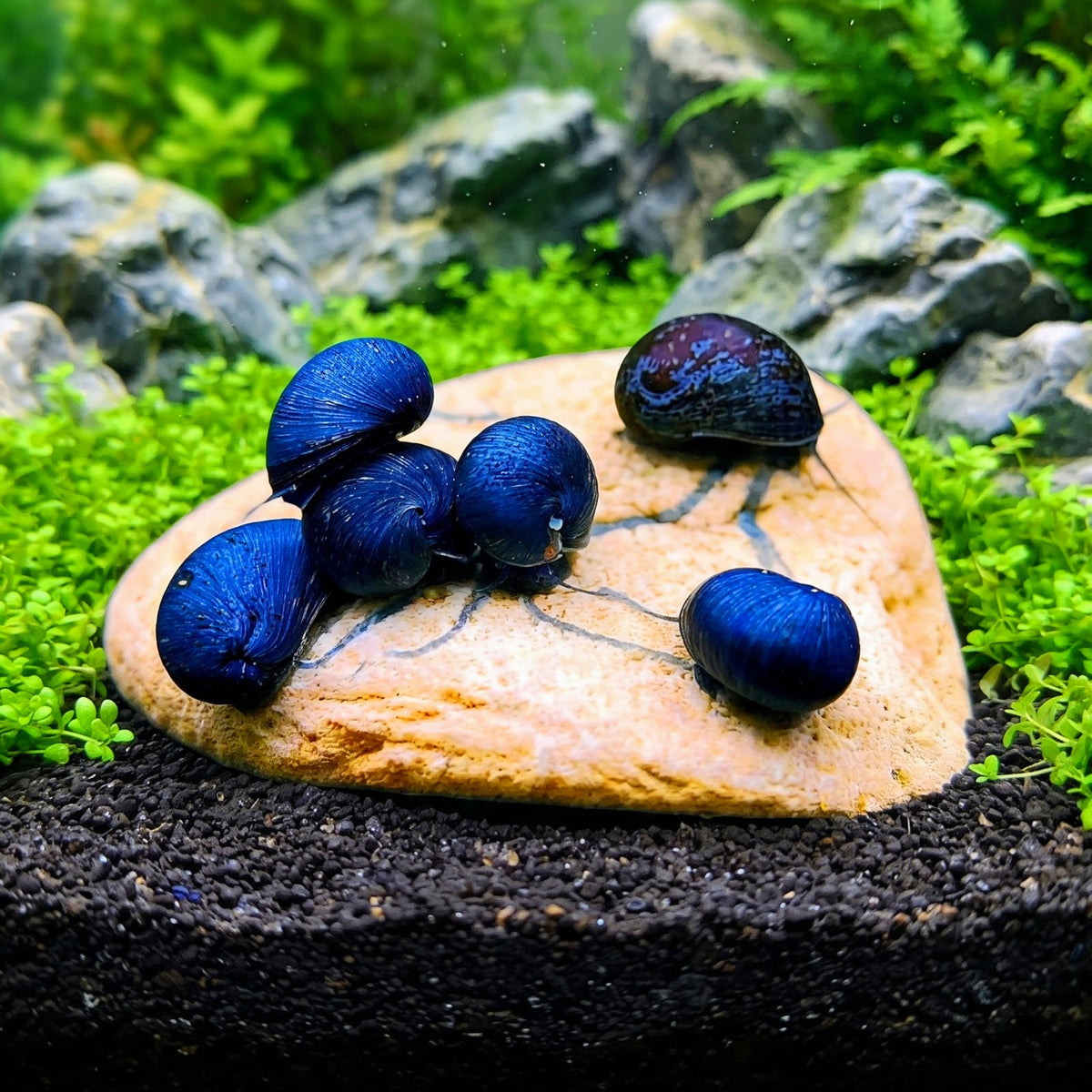 Anthrazit-Napfschnecke kaufen – Neritina pulligera