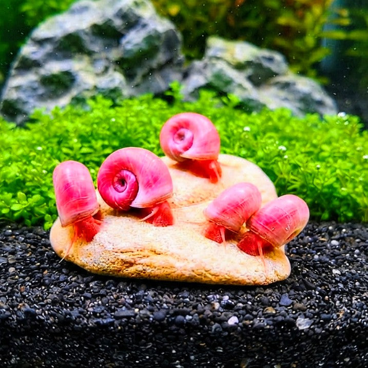 Posthornschnecke 🩷 „Rosa“ - PHS