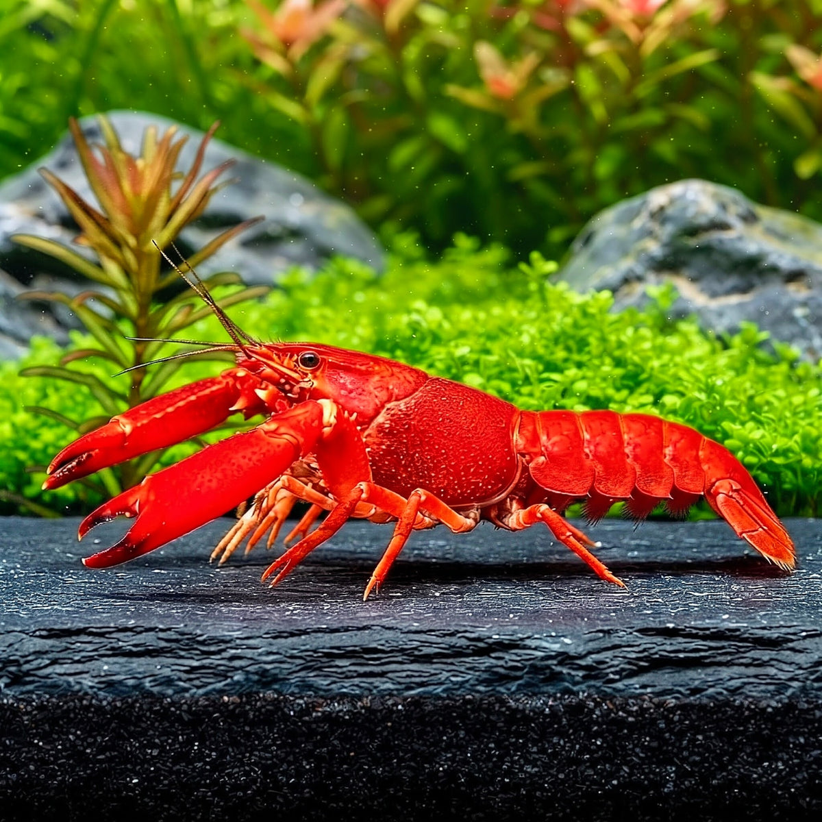 Cherax „Red Brick“ 🦞❤️