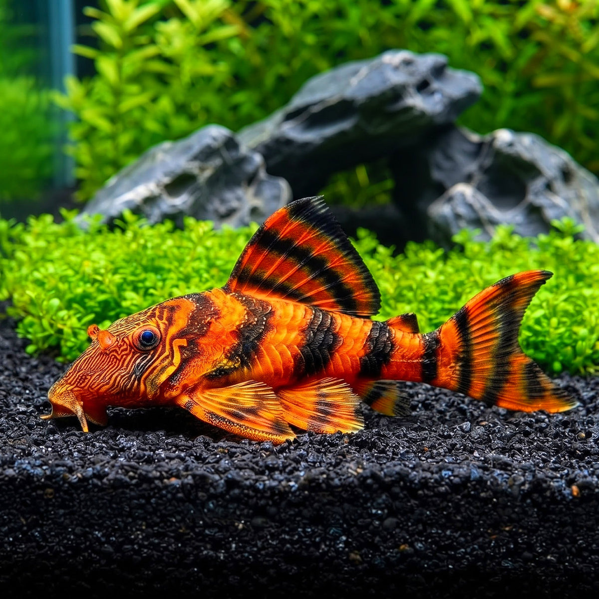 Tigerharnischwels – L002 – Panaqolus sp. 🐯🐟