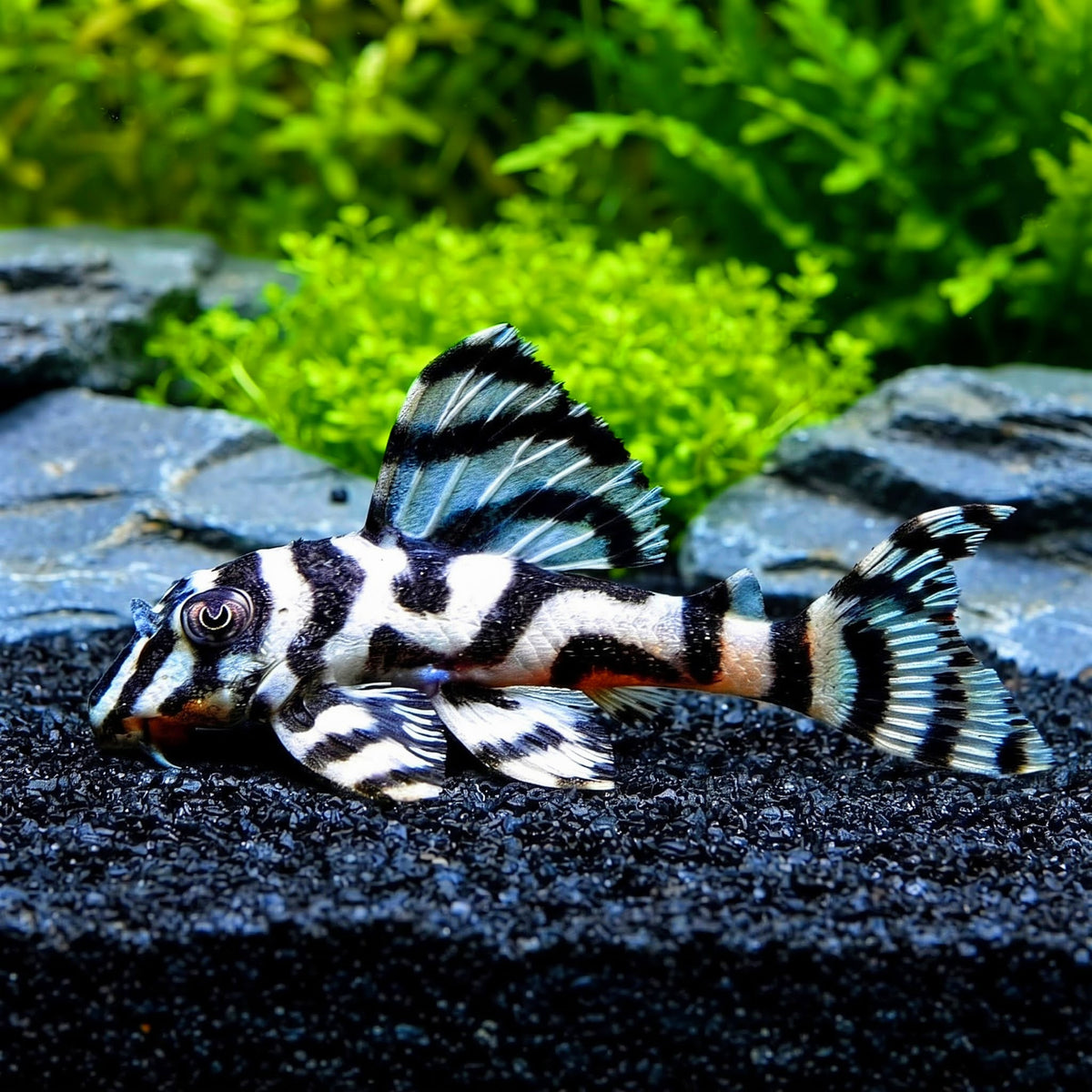 L236 Welse: Iriri-Harnischwels, Hypancistrus spec. ca. 5 cm