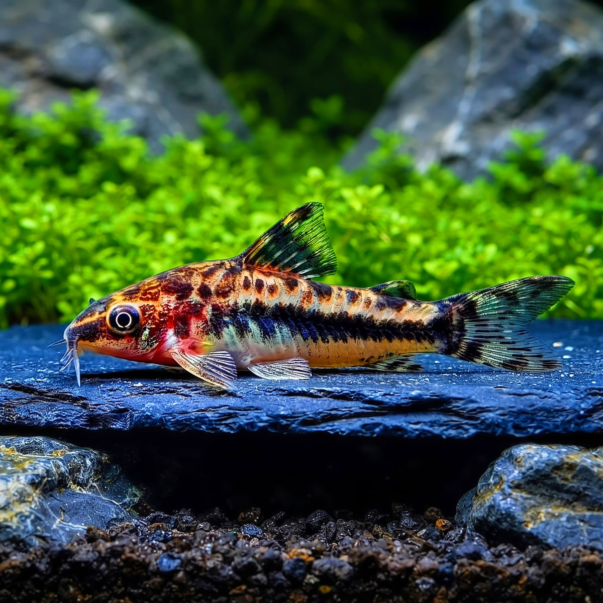 Zwergsaugwels
Otocinclus cf. macrospilus 🍃🐟