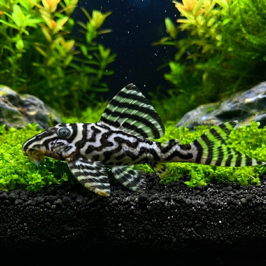 L66 Königstiger-Harnischwels - Hypancistrus spec. 5-7 cm L066 LDA066 LDA66