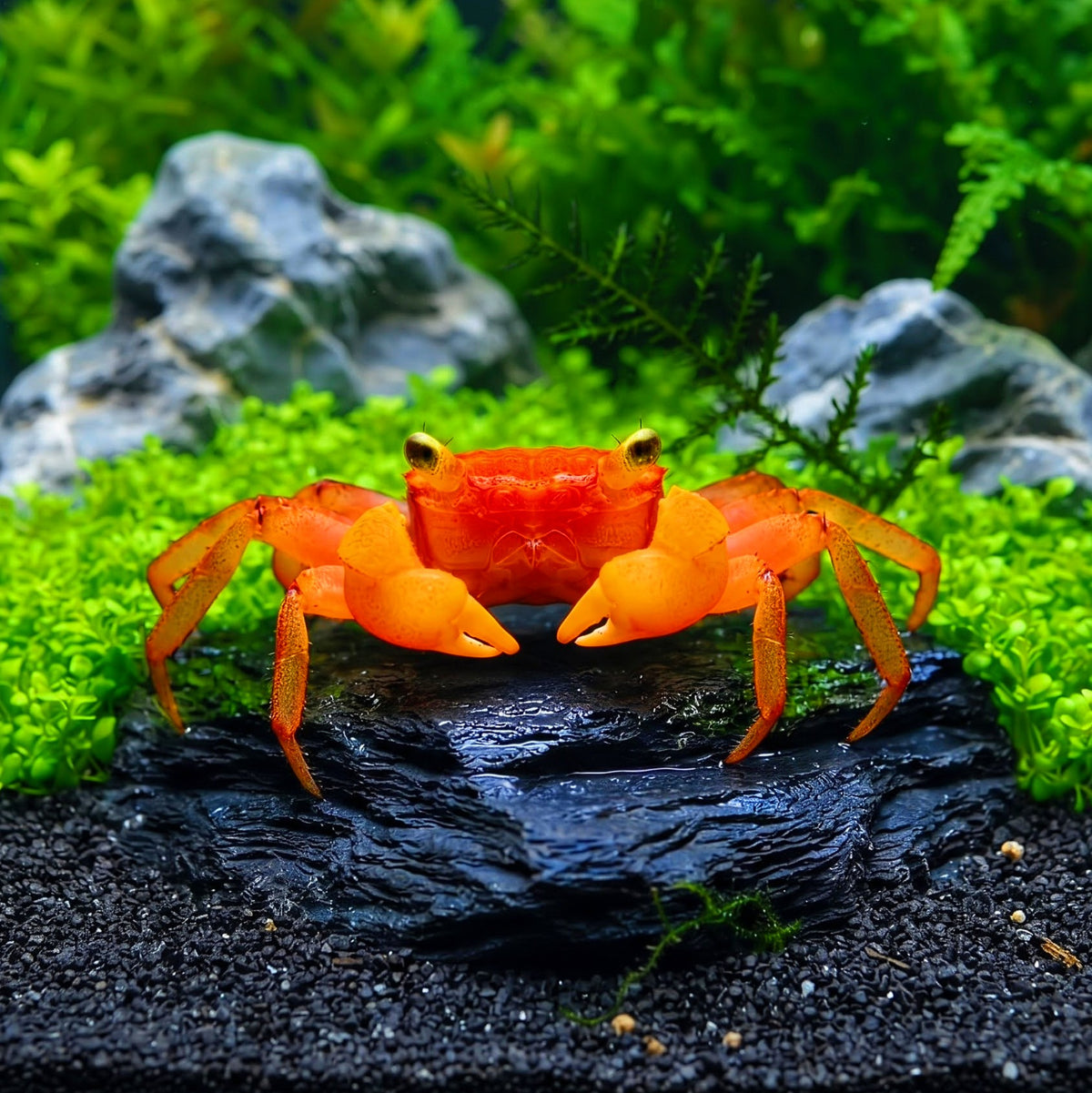 Vampirkrabbe „Mandarin“