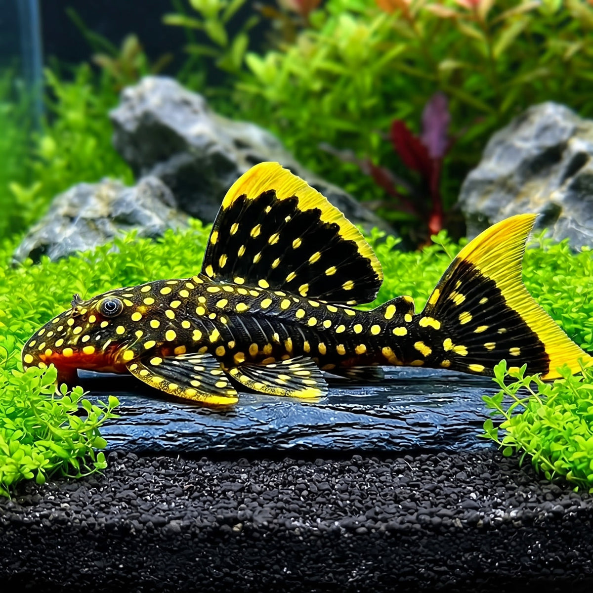 Gelbsaumwels L177 – Baryancistrus xanthellus 'L177' 🟡🐟 ca. 7 cm