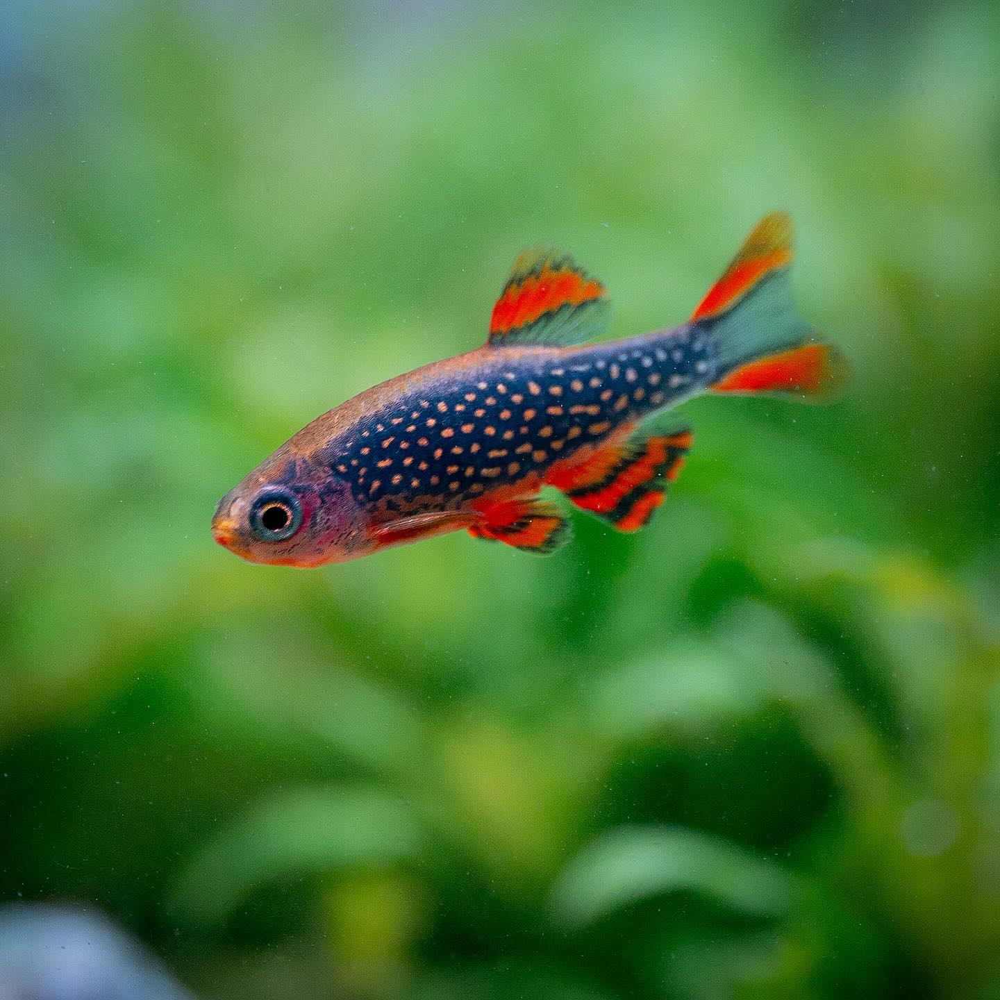 Perlhuhnbärbling – Danio margaritatus