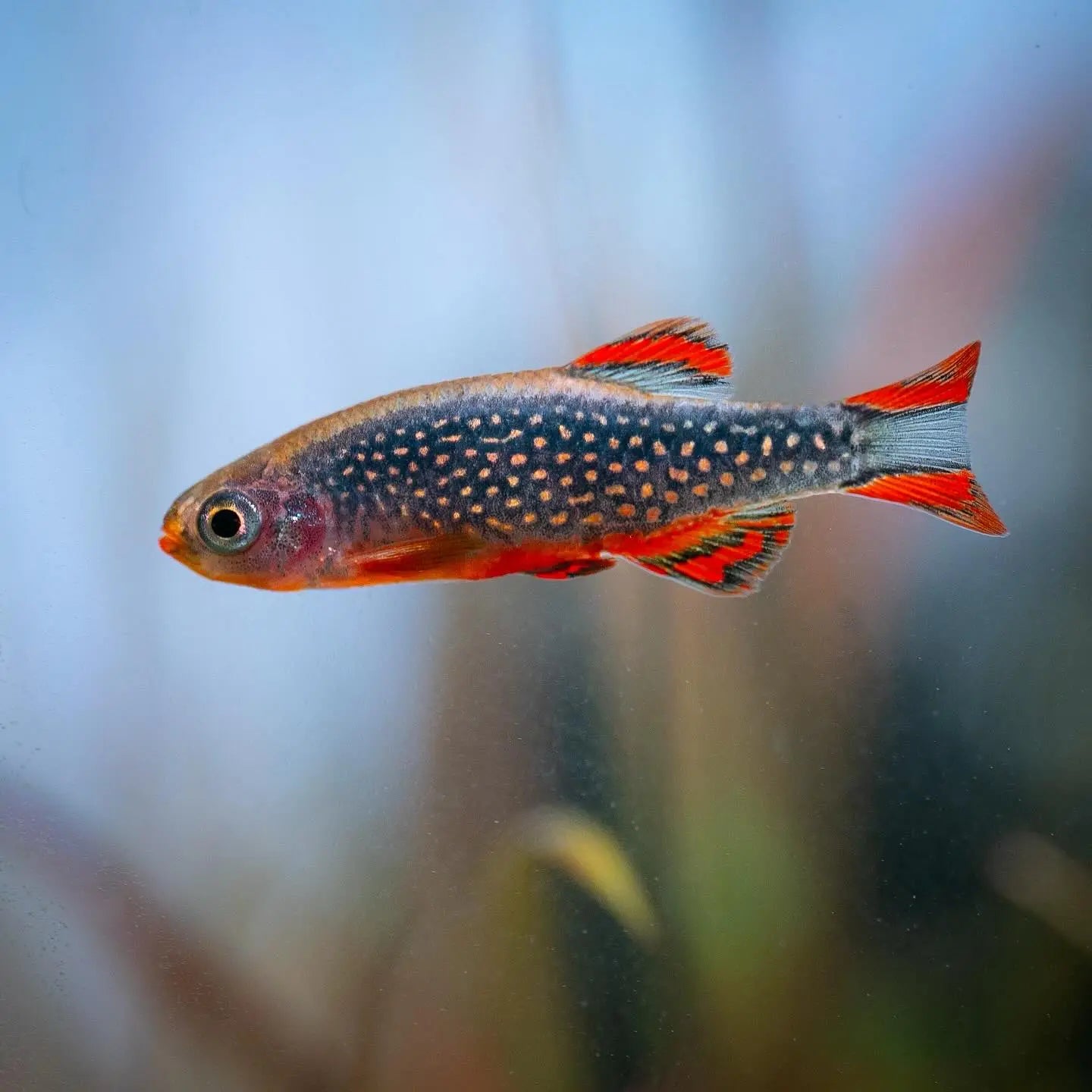 Perlhuhnbärbling – 🧡 Danio margaritatus AquaTimo