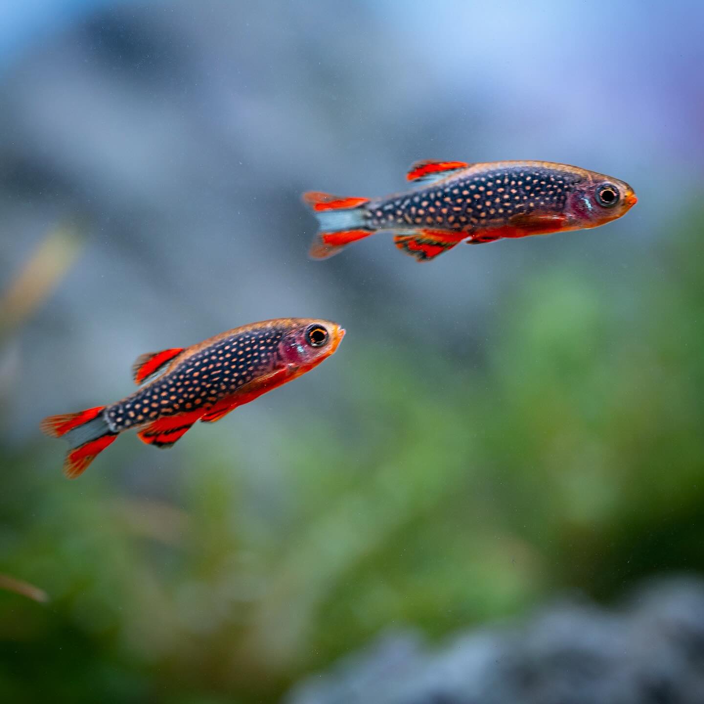 Perlhuhnbärbling – Danio margaritatus