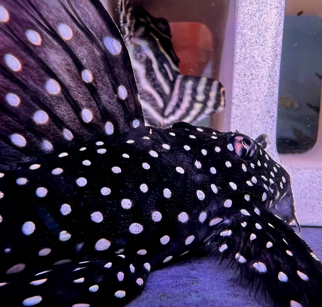 Parancistrus sp. Peppermint Peppermint Pleco, L030, 10-12 cm L 30
